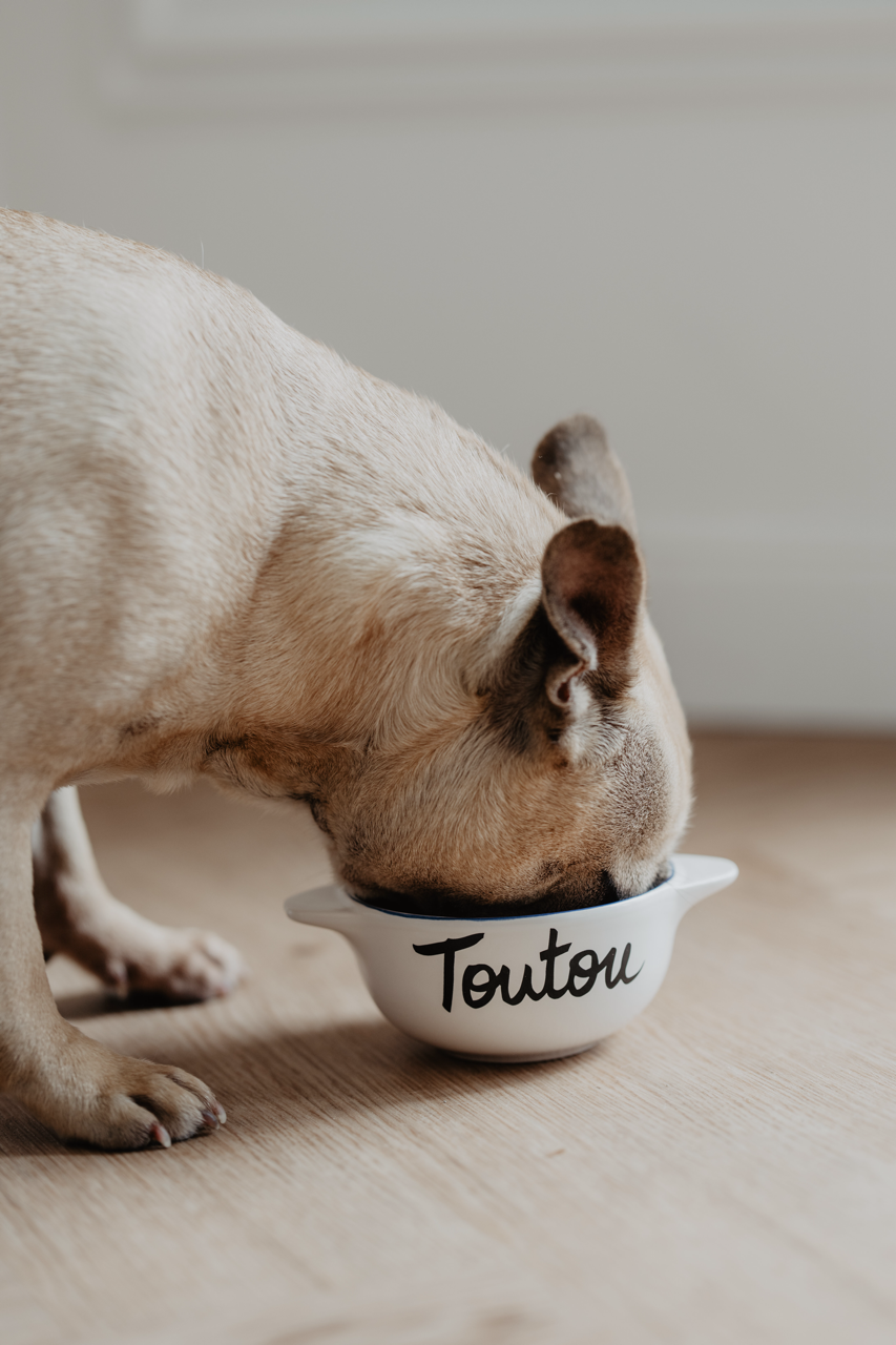 Bol breton - Animaux