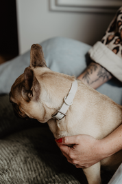 Collier chien - GALA